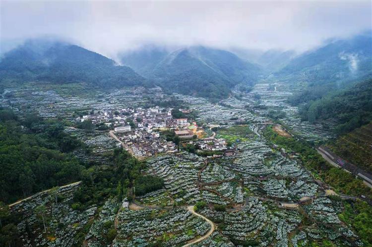 福建有个枇杷村，枇杷村里有个枇杷姐姐